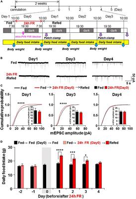 Fasting inhibits excitatory synaptic input on paraventricular oxytocin neurons via neuropeptide Y and Y1 receptor, inducing rebound hyperphagia, and weight gain